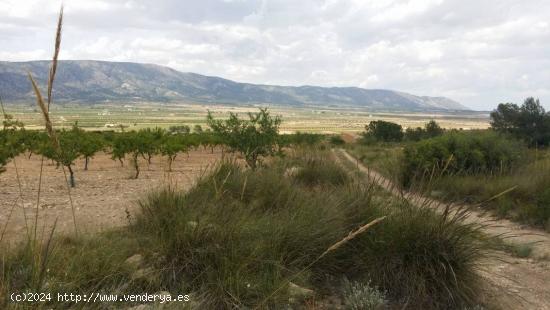 VENTA DE TERRENO CON ALMENDROS EN PLENA PRODUCCION - ALICANTE