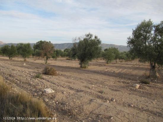 Parcela de 19283 m2. con 400 oliveras instaladas de riego por goteo. - ALICANTE