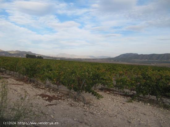 Parcela de 43888 m2, plantada de viña cabernet sauvignon en espaldera. - ALICANTE