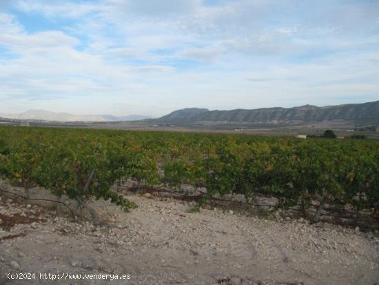  Parcela de 24062 m2 plantada de viña merlot en espaldera. - ALICANTE 