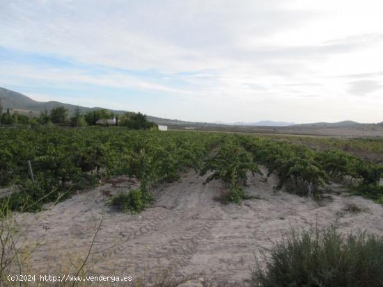 Parcela de 8888 m2 plantada de viña cabernet sauvignon en espaldera - ALICANTE