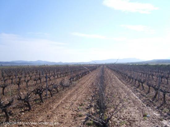 VENTA TERRENO EN PINOSO, ALICANTE  PARCELA INMEJORABLE Y MUY CERCA DE LA POBLACIÓN - ALICANTE