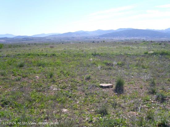 TERRENO EN PINOSO URBANIZABLE DE 150000 METROS - ALICANTE