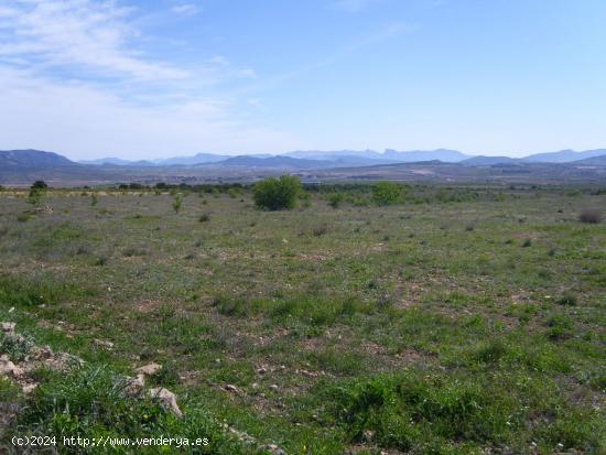 TERRENO EN PINOSO URBANIZABLE DE 150000 METROS - ALICANTE