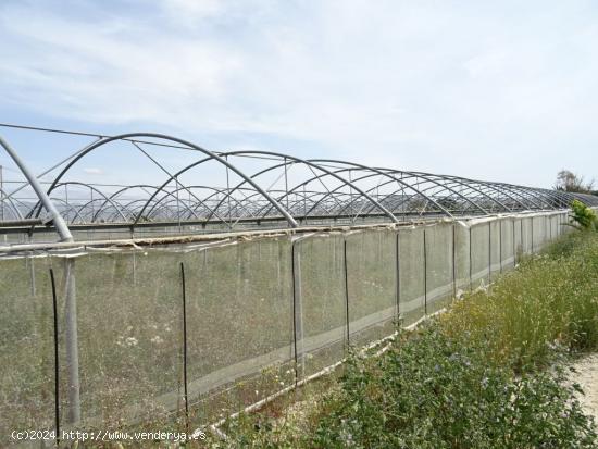 ESPLENDIDA FINCA RUSTICA CON CASA PARA CULTIVAR EN ASPE EN VENTA - ALICANTE