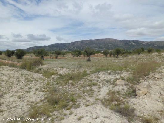 PARCELA RÚSTICA UBEDA/LEL PINOSO (ALICANTE) - ALICANTE