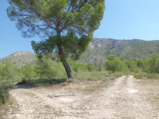 TERRENO URBANO CON CASA RUINA ALGUEÑA ALICANTE - ALICANTE