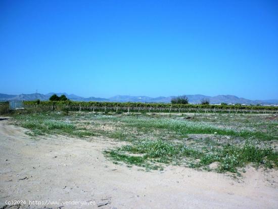 Terreno en el camino de elche, monforte del cid - ALICANTE