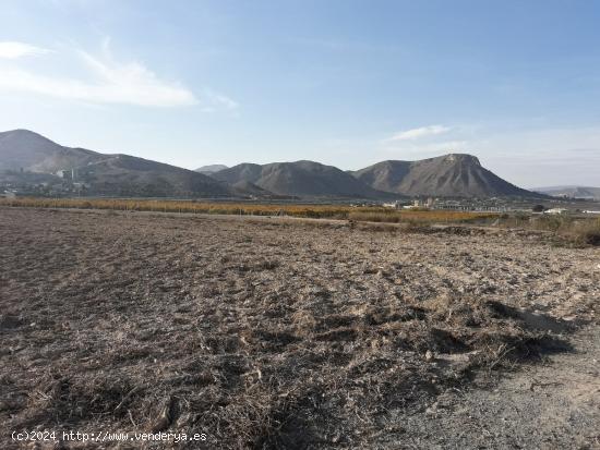 TERRENO RUSTICO PARA CONSTRUIR EN ASPE ZONA DEL TOLOMO - ALICANTE