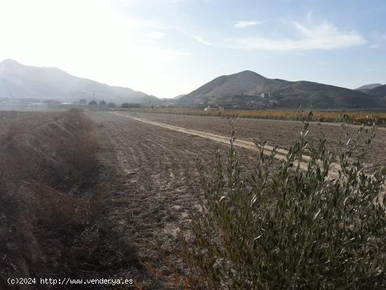 TERRENO RUSTICO PARA CONSTRUIR EN ASPE ZONA DEL TOLOMO - ALICANTE