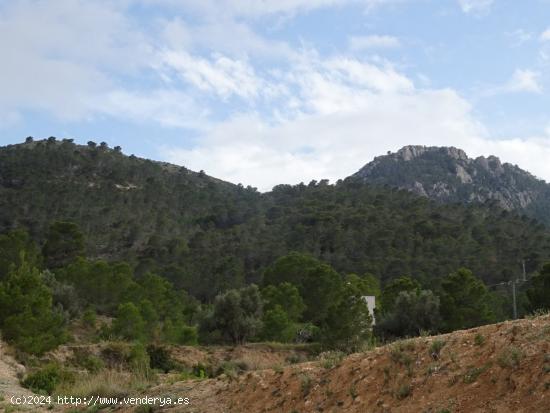 FINCA RUSTICA EN EL TOLOMO-UMBRIA EN HONDON DE LAS NIEVES - ALICANTE