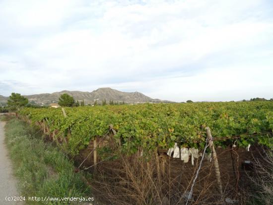 SE VENDE FINCA RUSTICA EN LA ZONA DEL ALCANÁ EN ASPE - ALICANTE