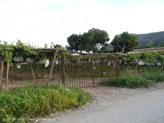 SE VENDE FINCA RUSTICA EN LA ZONA DEL ALCANÁ EN ASPE - ALICANTE