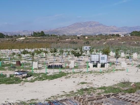 SE VENDE FINCA RUSTICA EN LA CARRETERA DE ASPE A ALICANTE - ALICANTE