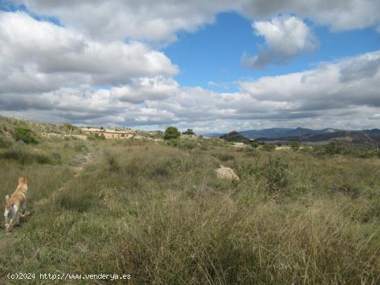 SE VENDE TERRENO EN NOVELDA (ALICANTE) SPAIN - ALICANTE