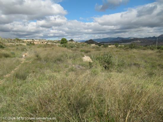 SE VENDE TERRENO EN NOVELDA (ALICANTE) SPAIN - ALICANTE