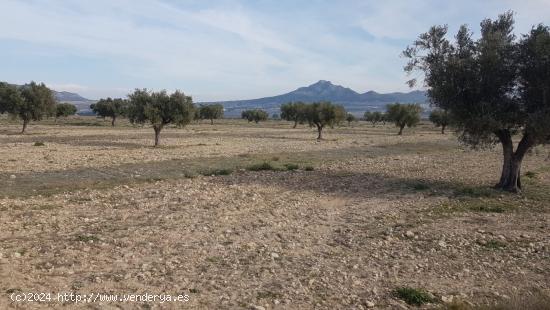 SE VENDE CUATRO PARCELAS EN SALINAS, DOS DE 50.000m Y DOS DE 20.000m, POR SEPARADO o EN CONJUNTO - A