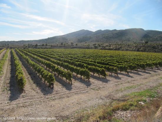 SE VENDE MARAVILLOSA FINCA  EN ESPALDERA (MONOVAR) ALICANTE - ALICANTE