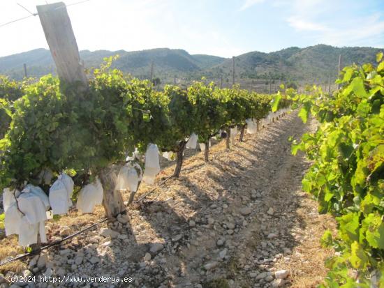 SE VENDE MARAVILLOSA FINCA  EN ESPALDERA (MONOVAR) ALICANTE - ALICANTE