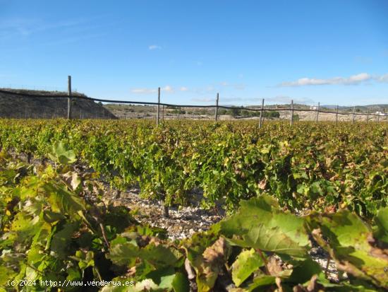 SE VENDE MARAVILLOSA FINCA  EN ESPALDERA (MONOVAR) ALICANTE - ALICANTE