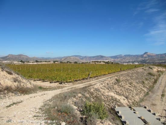 SE VENDE MARAVILLOSA FINCA  EN ESPALDERA (MONOVAR) ALICANTE - ALICANTE