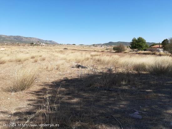 SE VENDE  TERRENO RUSTICO EN PINOSO (ALICANTE) SPAIN - ALICANTE