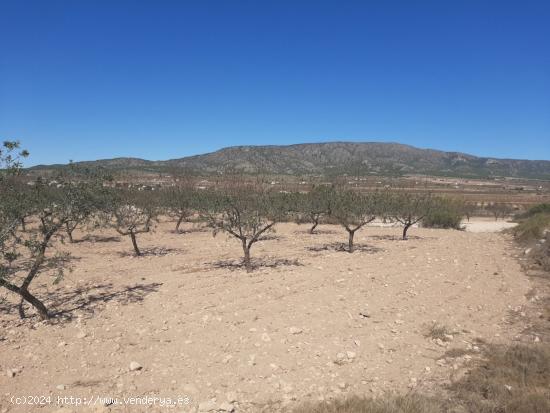 SE VENDE TERRENO RUSTICO EN PINOSO (ALICANTE) SPAIN - ALICANTE