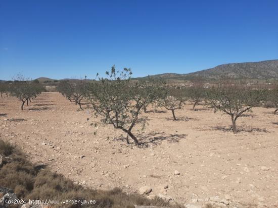 SE VENDE TERRENO RUSTICO EN PINOSO (ALICANTE) SPAIN - ALICANTE