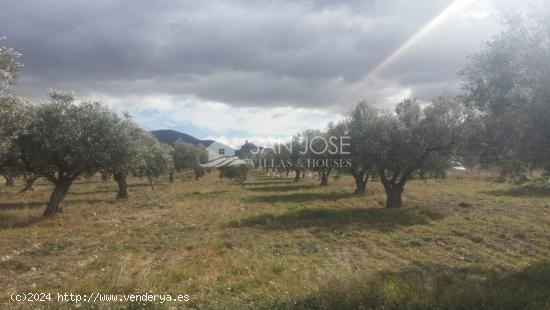 TERRENO RUSTICO EN BIAR CON CULTIVO DE OLIVOS - ALICANTE