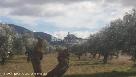 TERRENO RUSTICO EN BIAR CON CULTIVO DE OLIVOS - ALICANTE