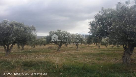 TERRENO RUSTICO EN BIAR CON CULTIVO DE OLIVOS - ALICANTE