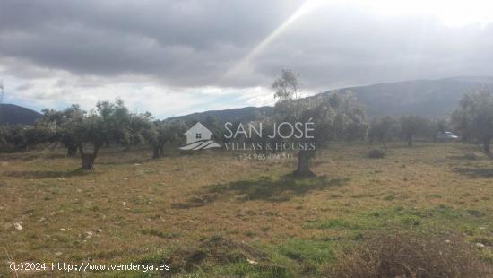 TERRENO RUSTICO EN BIAR CON CULTIVO DE OLIVOS - ALICANTE