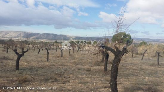 TERRENO RUSTICO EN BIAR CON ALMENDROS Y OLIVOS - ALICANTE