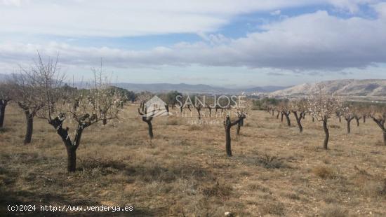 TERRENO RUSTICO EN BIAR CON ALMENDROS Y OLIVOS - ALICANTE