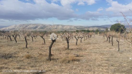 TERRENO RUSTICO EN BIAR CON ALMENDROS Y OLIVOS - ALICANTE