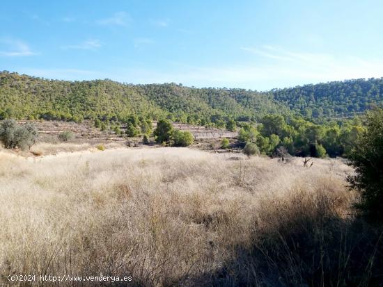  INMOBILIARIA SAN JOSE VENDE TERRENO RURAL EN MONOVAR ZONA LA ROMANETA - ALICANTE 