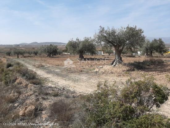 SE VENDE PARCELA EN PINOSO MUY BIEN UBICADA - ALICANTE