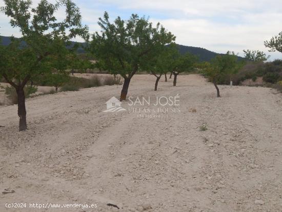 VENTA DE PARCELA EN PINOSO , RUSTICO AGRARIO ECOLÓGICO SECANO - ALICANTE