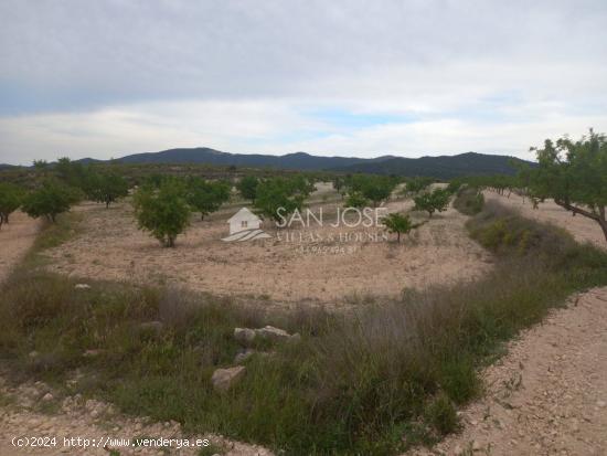 VENTA DE PARCELA EN PINOSO , RUSTICO AGRARIO ECOLÓGICO SECANO - ALICANTE