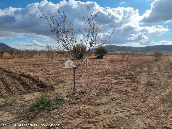 SE VENDE PARCELA EN CAÑADA DE LA LEÑA (ABANILLA) MURCIA - MURCIA