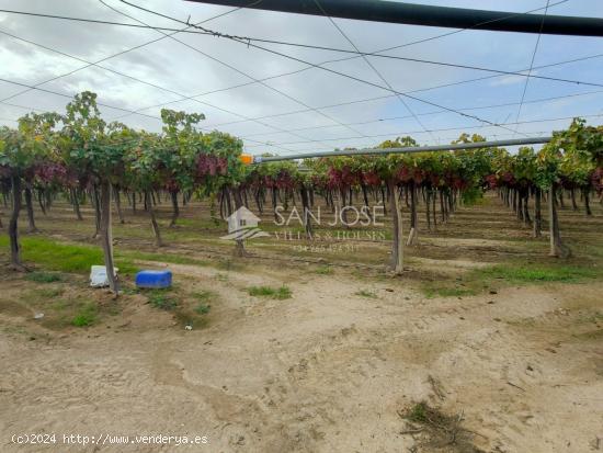 SE VENDE TERRENO CON CASA DE APEROS EN ASPE ZONA HUERTA MAYOR - ALICANTE