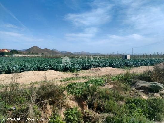 SE VENDE TERRENO RURAL EN MONFORTE DEL CID EN EL CAMINO SAN VICENTE - ALICANTE