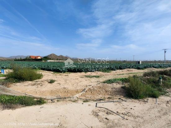 SE VENDE TERRENO RURAL EN MONFORTE DEL CID EN EL CAMINO SAN VICENTE - ALICANTE