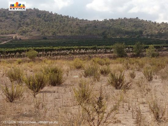 SE VENDE PARCELA RÚSTICA EN LAS AFUERAS DE ASPE IDEAL PARA ACTIVIDAD DE CULTIVO - ALICANTE