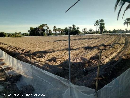 MAGNIFICO TERRENO URBANIZABLE MUY CERCANO A ELCHE - ALICANTE