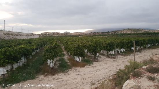 SE VENDE PARCELA EN PRODUCCION  DE VIÑEDOS  DE LA VARIEDAD ALEDO,POSIBILIDA, RENTABILIDAD DEMOSTRAD