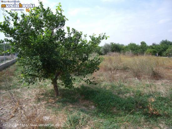 TIERRA DE HUERTA EN TORREAGUERA - MURCIA