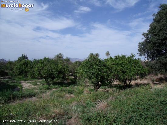  Terreno de huerta en Torreagüera. - MURCIA 