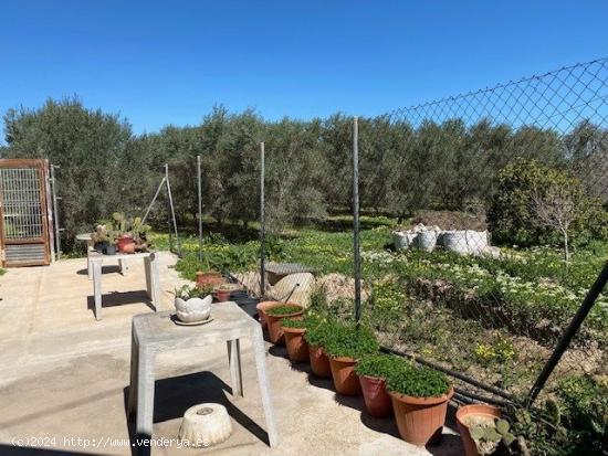 Venta parcela 2.555 m2., con casa en 2 plantas en llano de Brujas, - MURCIA