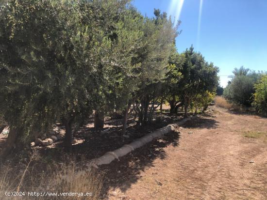 !!!!HUERTO PARCELA EL LA BAYA, JUNTO CAMBAYAS, 12.083M HUERTO DE GRANADOS, TERRENO EDIFICABLE !!! - 